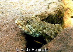 Lizard fish waiting for dinner. by Andy Hamnett 